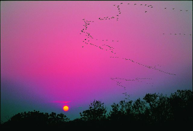 夕照鸕鷀／廖東坤攝